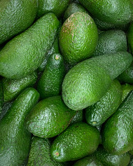 Ripe Green Avocado Close-up Background Or Texture. Avocado Harvest, Many Green Fruits.