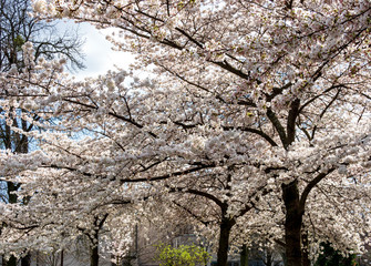 Blooming cherries in the sunny park of Strasbourg. The amazing beauty of spring parks