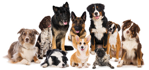 Group of purebred dogs isolated on white background