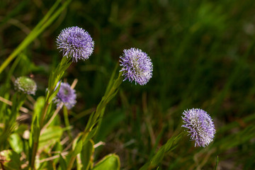 Gewöhnliche Kugelblume