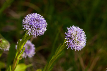 Gew&ouml;hnliche Kugelblume
