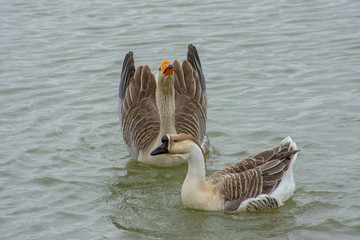 who is the boss here