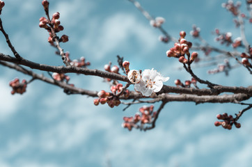 Honey bee pollinating flowers in sunny spring day