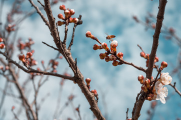 Honey bee pollinating flowers in sunny spring day