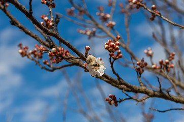 Honey bees pollinating flowers in sunny spring day