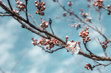 Honey bee pollinating flowers in sunny spring day