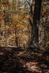 autumn in the forest