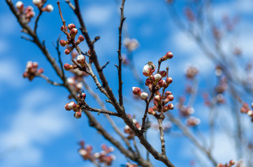 Honey bee pollinating flowers in sunny spring day