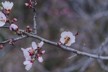 Honey bee pollinating flowers in overcast spring day