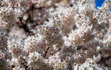 Blooming cherries in the sunny park of Strasbourg. The amazing beauty of spring parks