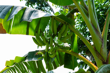 Alapphuzza, Kerala, India - December 25 2019 - Bunch of bananas