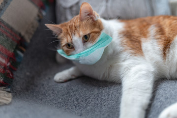 Gato blanco y marrón recostado en un sofá, tiene una máscara en la cara contra los virus. ¿Las mascotas contraen o transmiten el virus corona?
