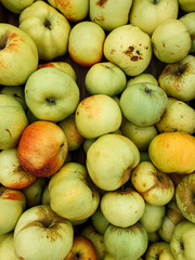 lots of ripe delicious sweet apples to eat like a background