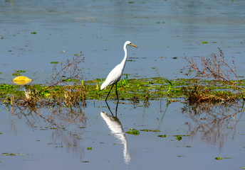 Alapphuzza, Kerala, India - December 25 2019 - A great egret strolls