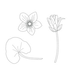 Vector illustration of marigold flower in monochrome contour style. Macro white black flowers also called as Caltha Palustris. Spring flowers.