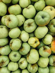 lots of ripe delicious sweet apples to eat like a background