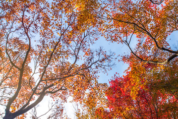 Red and orange momiji maple trees in Autumn season with blue sky and sunlight