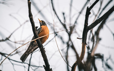 bird on a branch