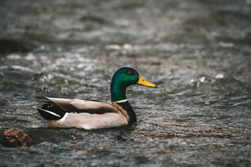 Obraz premium duck in water