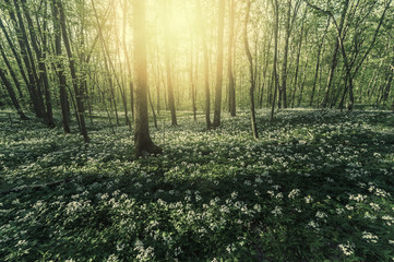 Obraz premium Spring sunny landscape with flowers