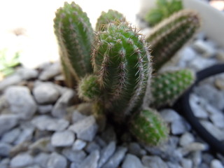 Cactus