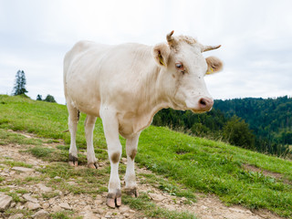 cow on a mountain meadow, Pieniny, Poland