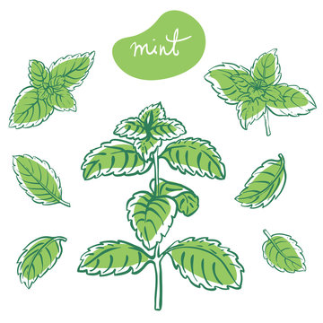 Mint sprigs and leaves/ Hand drawn culinary herbs and spices/ Mint parts colorful sketch collection/ Vector illustration