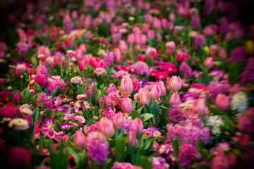 Colorful Tulips, Hyacinthus, Narcissus, Primula,Ranunculus Flowerbeds in International 