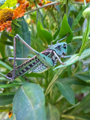 Gray grasshopper of green color in grass.