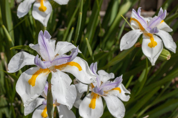 A Garden of African White Iris