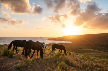 Obraz premium Capo di feno