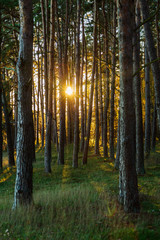 Obraz premium Sunbeams through a pine forest