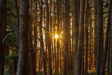 Fototapeta na wymiar Sunbeams through a pine forest