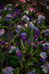 Obraz premium Beautiful background of blooming crocus,bluebells and primula flower bed