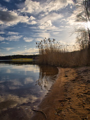 Reed at the lake of the sewage fields