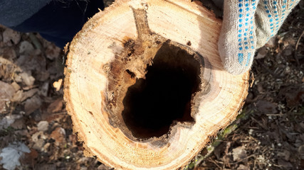 A stump with an empty core. Put your hand in the hollow of the stump.