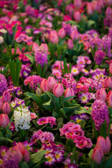 Obraz premium Colorful Tulips, Hyacinthus, Narcissus, Primula,Ranunculus Flowerbeds in International 