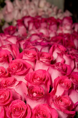 Roses background pink flowers bouquet petals beautiful bud rose buds