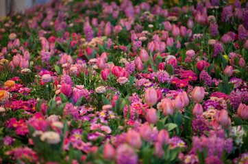 Colorful Tulips, Hyacinthus, Narcissus, Primula,Ranunculus Flowerbeds in International "Grüne Woche", Messe Berlin, 2020