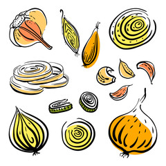 Onion, garlic, bulbs and cloves, halved, sliced. Colorful sketch of vegetables isolated on white background. Doodle hand drawn vegetables. Vector illustration