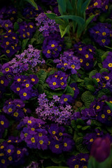 Violet primula vulgaris, primrose. Flowering Primula in the garden at spring.