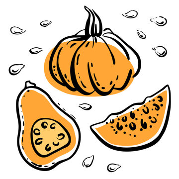 Squash, pumpkin, butternut squash with seeds. Colorful sketch of vegetables isolated on white background. Doodle hand drawn vegetables. Vector illustration