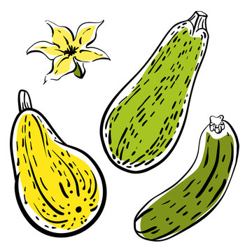 Squash, zucchini, courgette. Colorful sketch of vegetables isolated on white background. Doodle hand drawn vegetables. Vector illustration