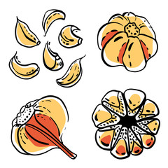 Garlic bulb and cloves. Colorful sketch of vegetables isolated on white background. Doodle hand drawn vegetables. Vector illustration