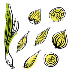 Onion, spring onion, slices and pieces. Colorful sketch of vegetables isolated on white background. Doodle hand drawn vegetables. Vector illustration