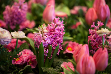 Colorful Tulips, Hyacinthus, Narcissus, Primula,Ranunculus Flowerbeds 