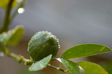 lime and green leaf with water drops