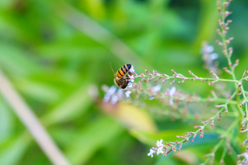 abeja obrera 