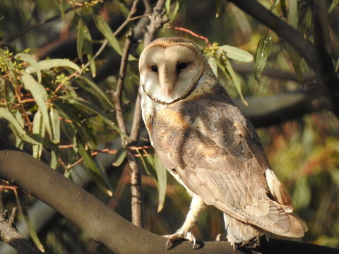 mirada atenta