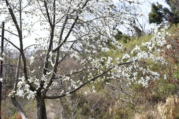 Magnolia kobus blossoms / magnolia kobus blooms white flowers in early spring. The buds are used for crude drugs, and the fruits are used for fruit wine.